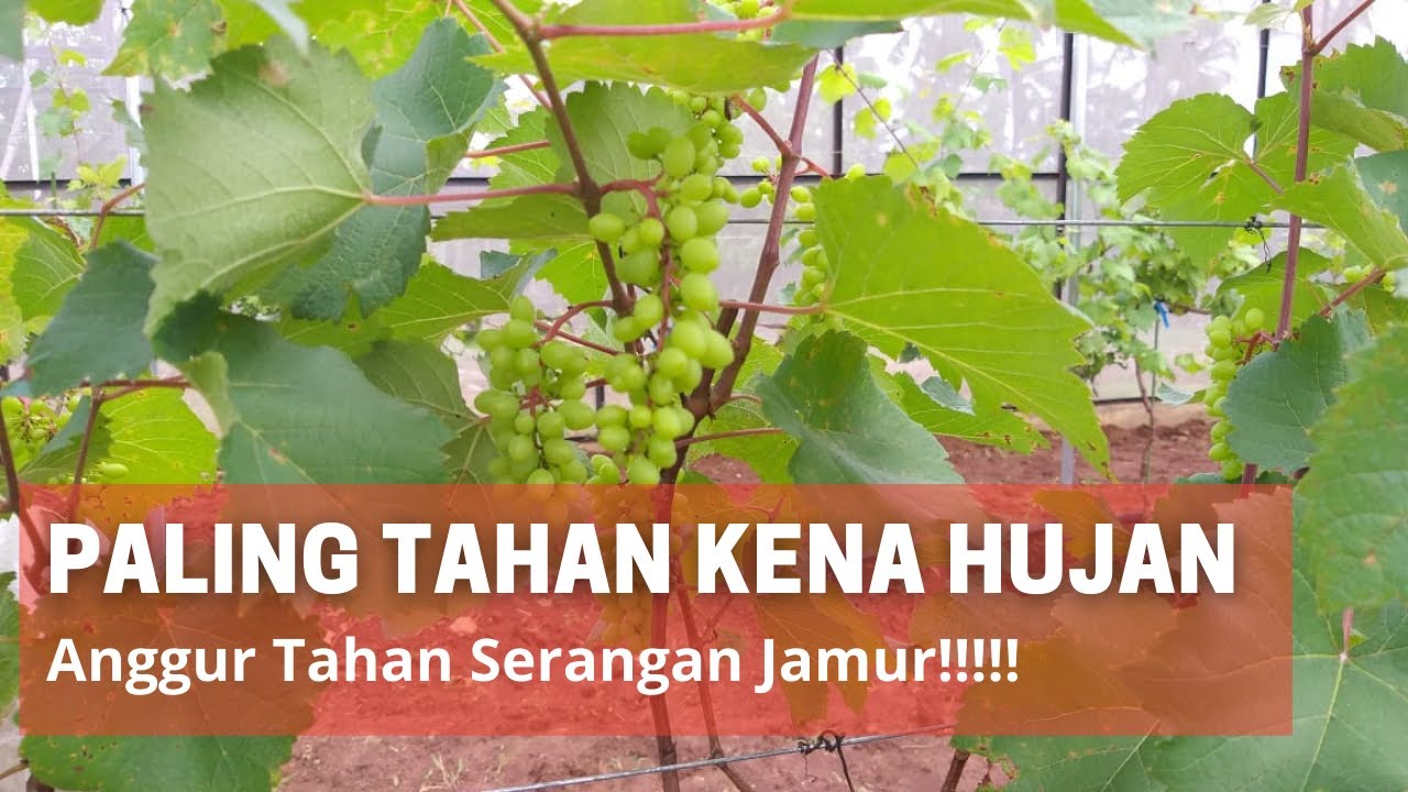 Anggur Paling Tahan Jamur di Indonesia, Tahan Gempuran Hujan Setiap Hari