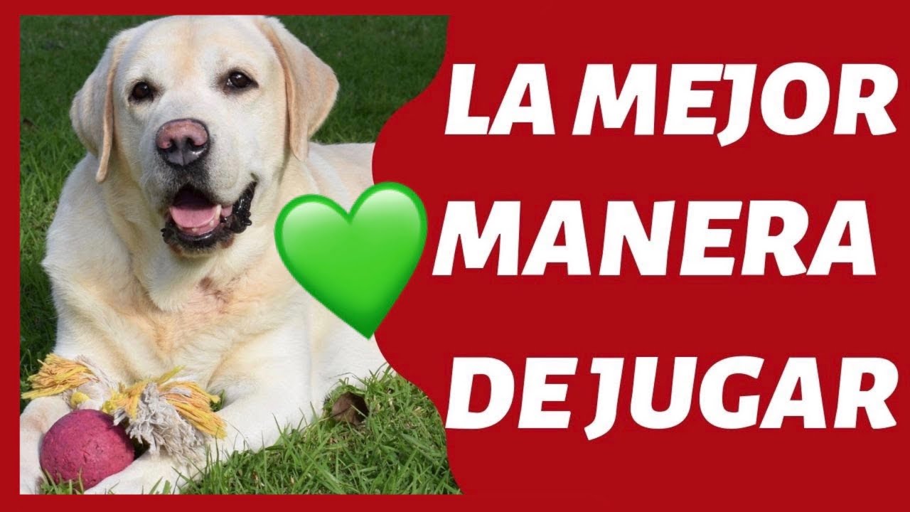 ¡La MEJOR manera de JUGAR con tu PERRO! 😉 ► ¿Cómo JUGAR? (100% EFECTIVO) 💥