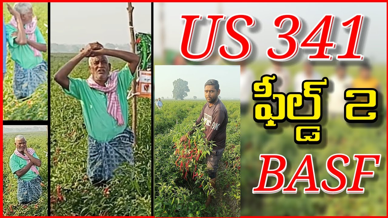 US 341 | Chilli Product Field 2 | BASF | company