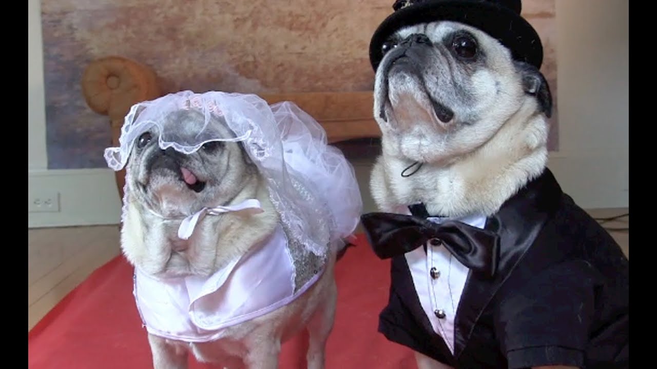 Cutest Pug Wedding