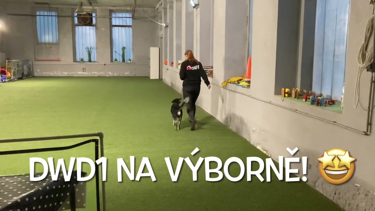 Zkouška DwD1 | Český strakatý pes