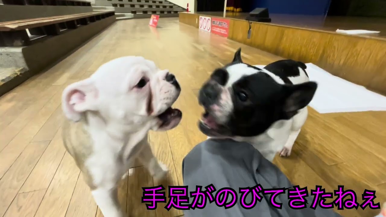 ジェームズの来孫、モナカ君がやってきて一ヶ月😽