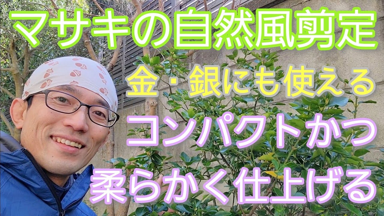 【マサキの剪定】コンパクトかつ自然に仕上げる手入れを実践解説(金、銀、黄金マサキにも使えます)🌳🔍