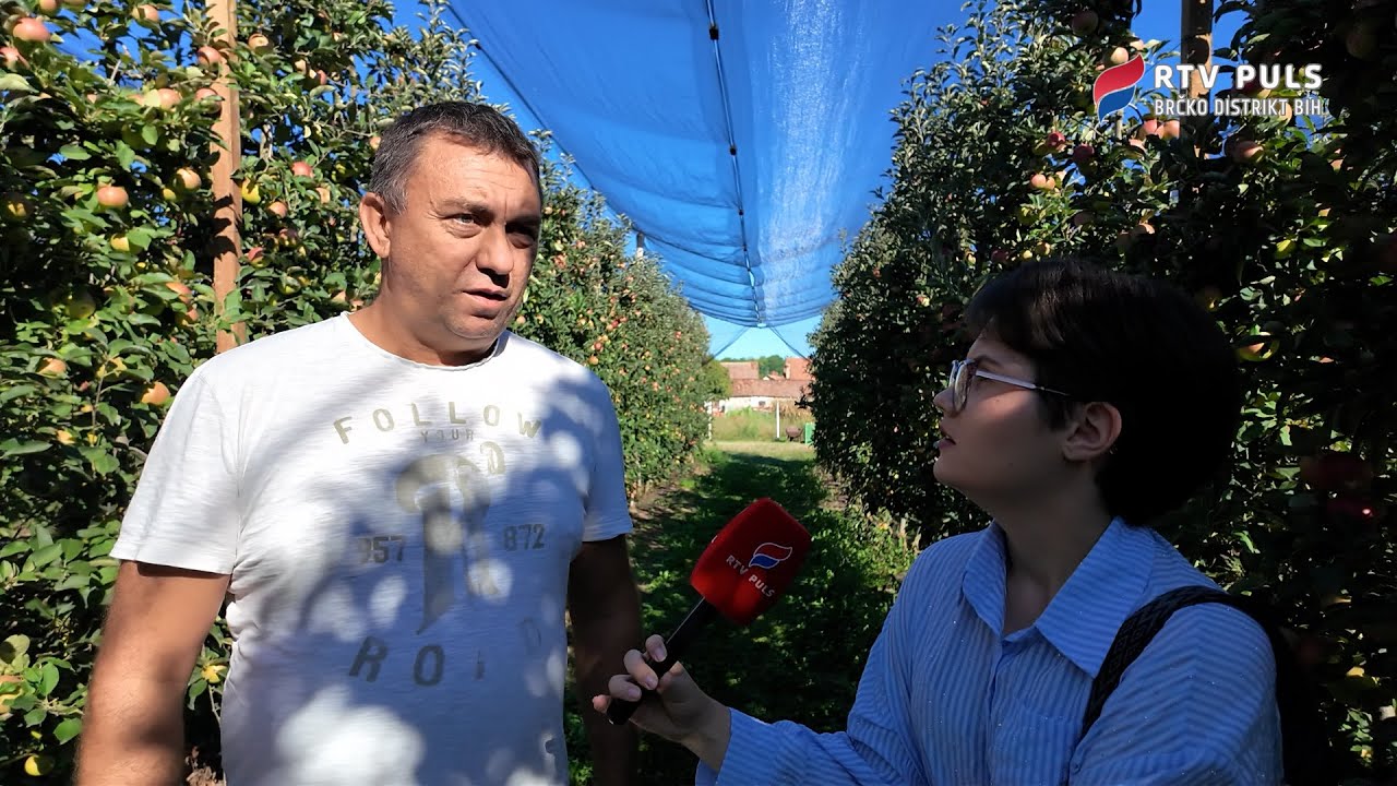 Priča iz Obudovca: Uzgoj jabuka – kvalitet ispred kvantiteta - RTV Puls Brčko