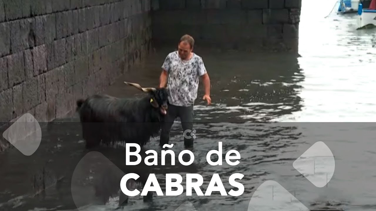 El tradicional baño de cabras del Puerto de la Cruz