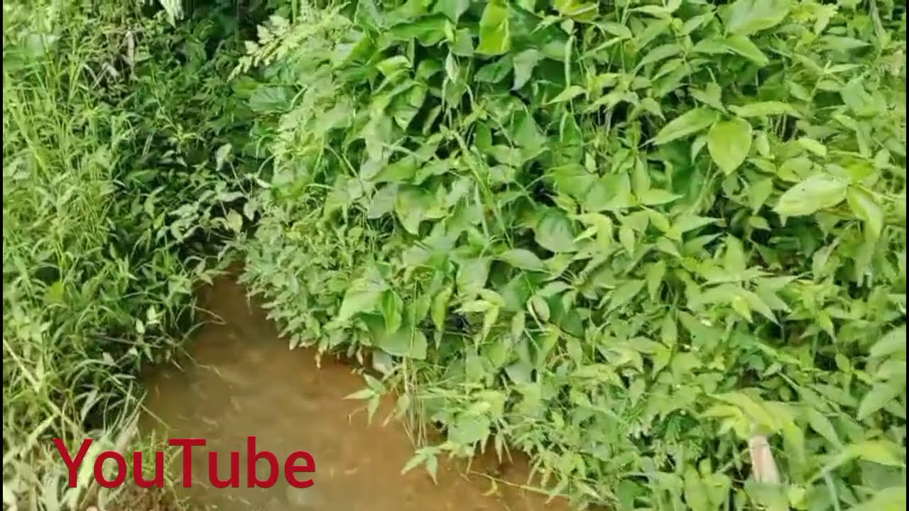 Sungai Kecil Di Pinggir Hutan Dengan Aliran Air Yang Sejuk