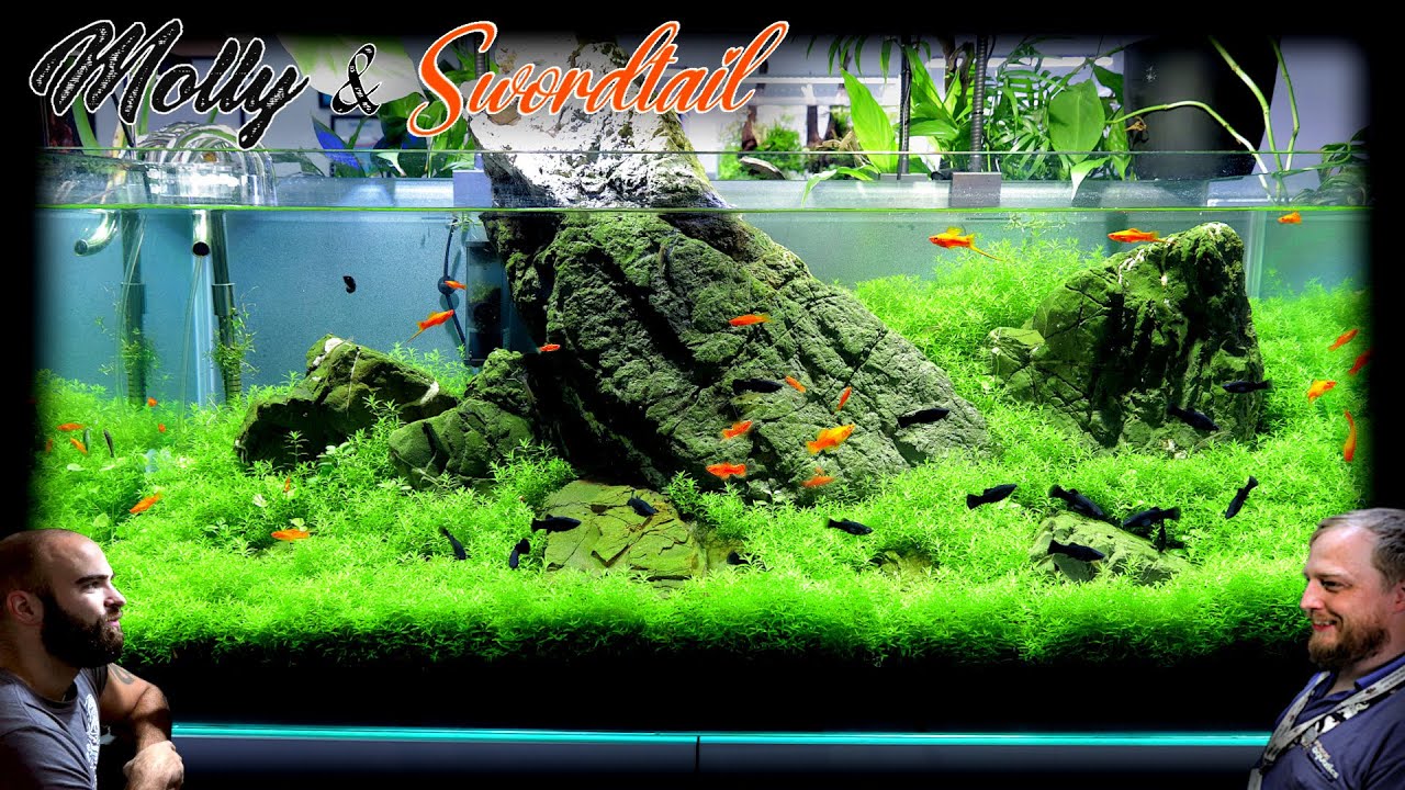 Making a 4ft Carpet Aquarium for Mollies and Swordtails