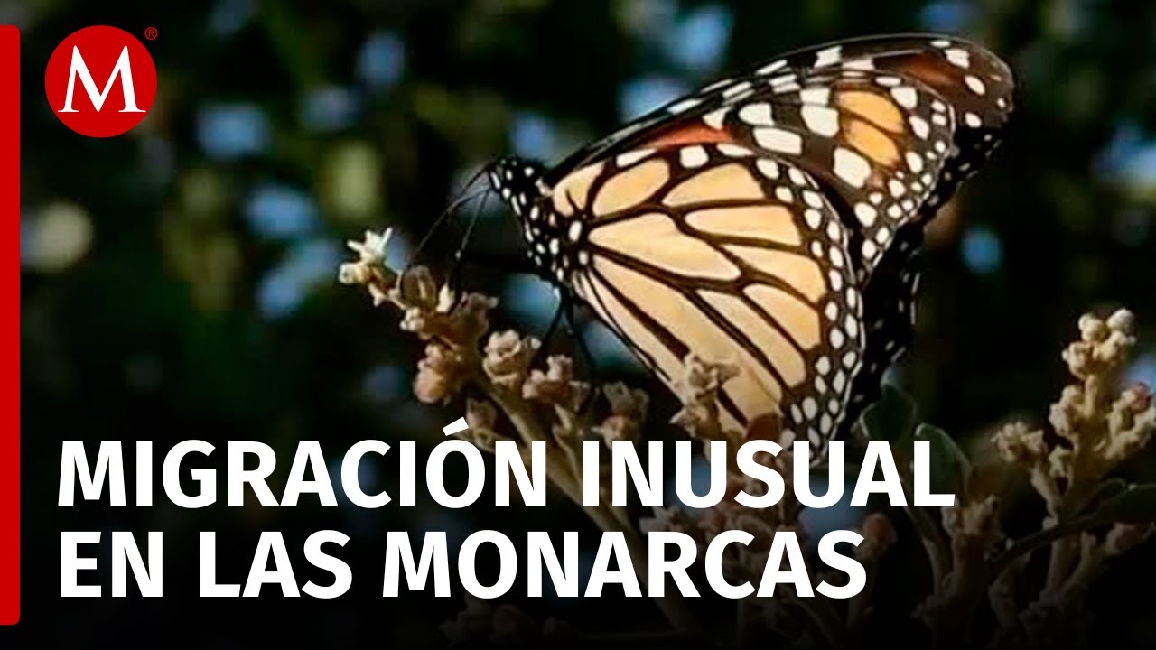 ¡ALERTA! Migración de mariposas Monarca se retrasa por el Cambio Climático ¡POR PRIMERA VEZ!