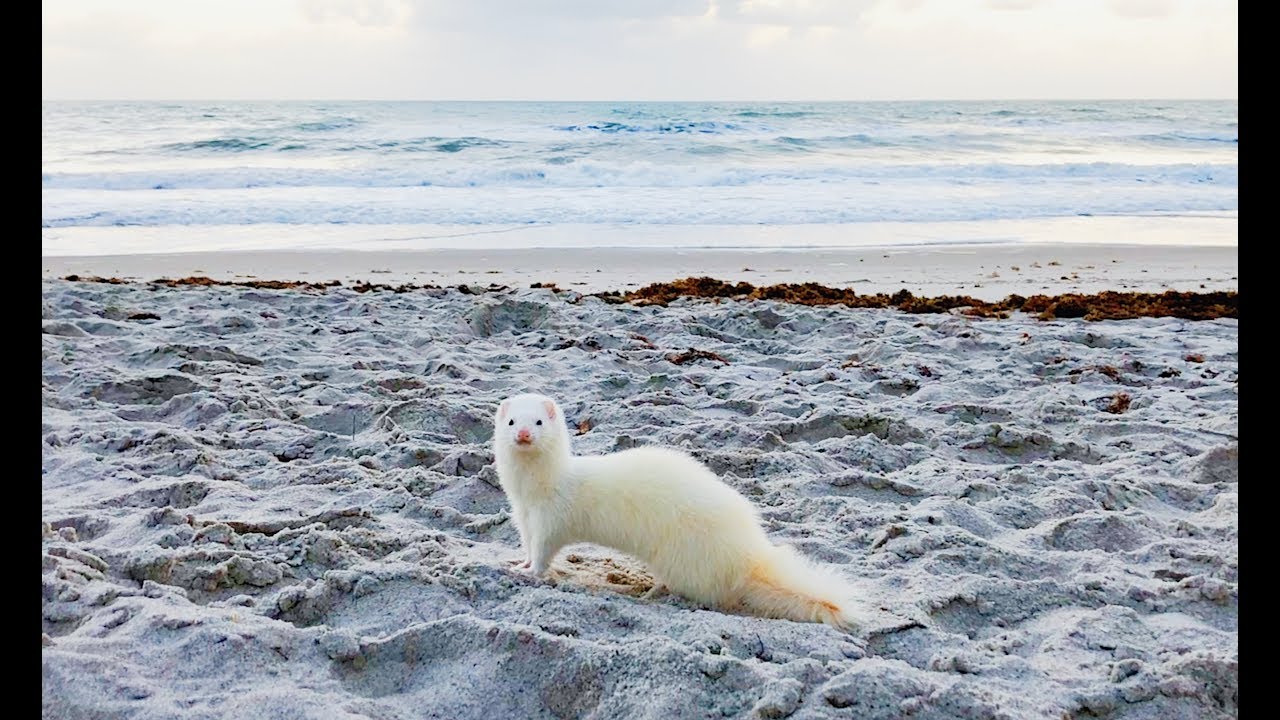 Ferrets Going To The Beach For The First Time!!