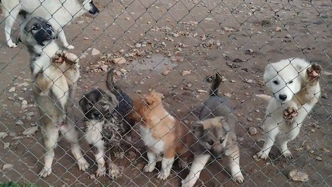3 Adopcion cachorros husky | AgroAnuncios.es