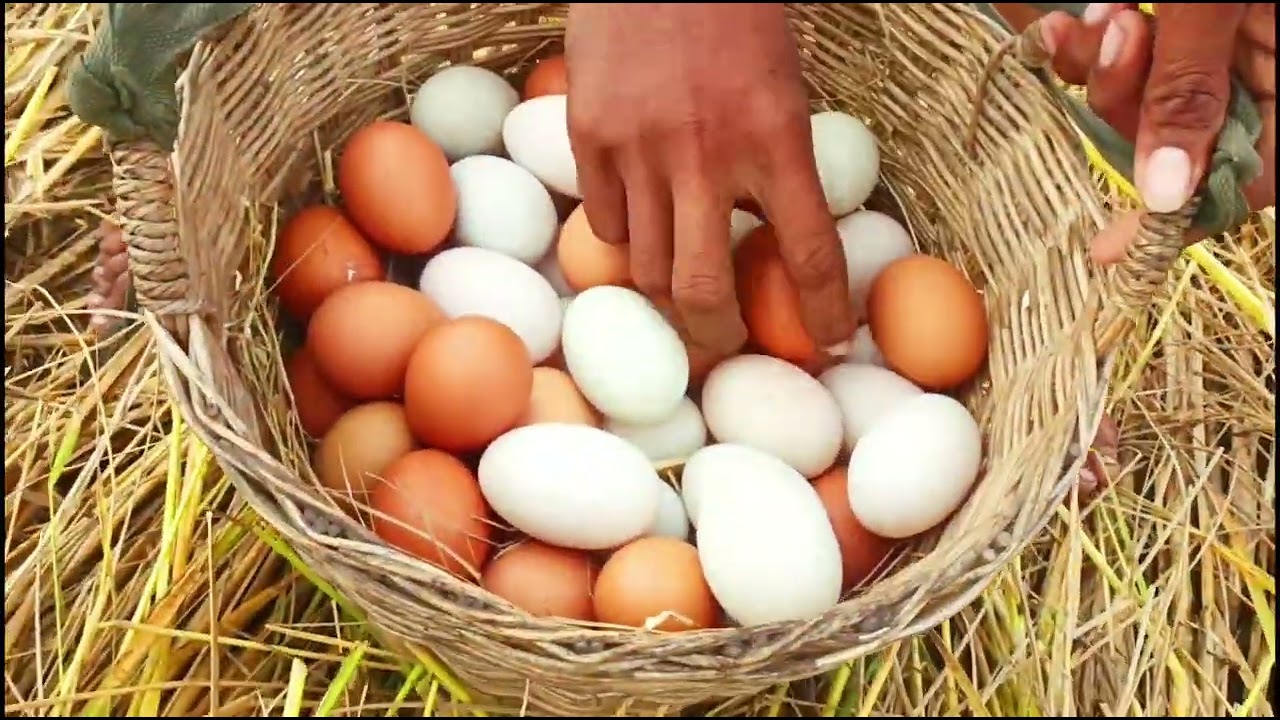 BEST UNIQUE FINDING!  pick a lot of eggs and snails on the tree stump pick a lot Best by hand