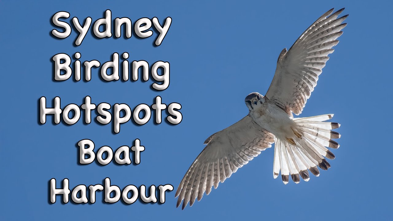 Sydney Birding Hotspots - #8 Boat Harbour Aquatic Reserve