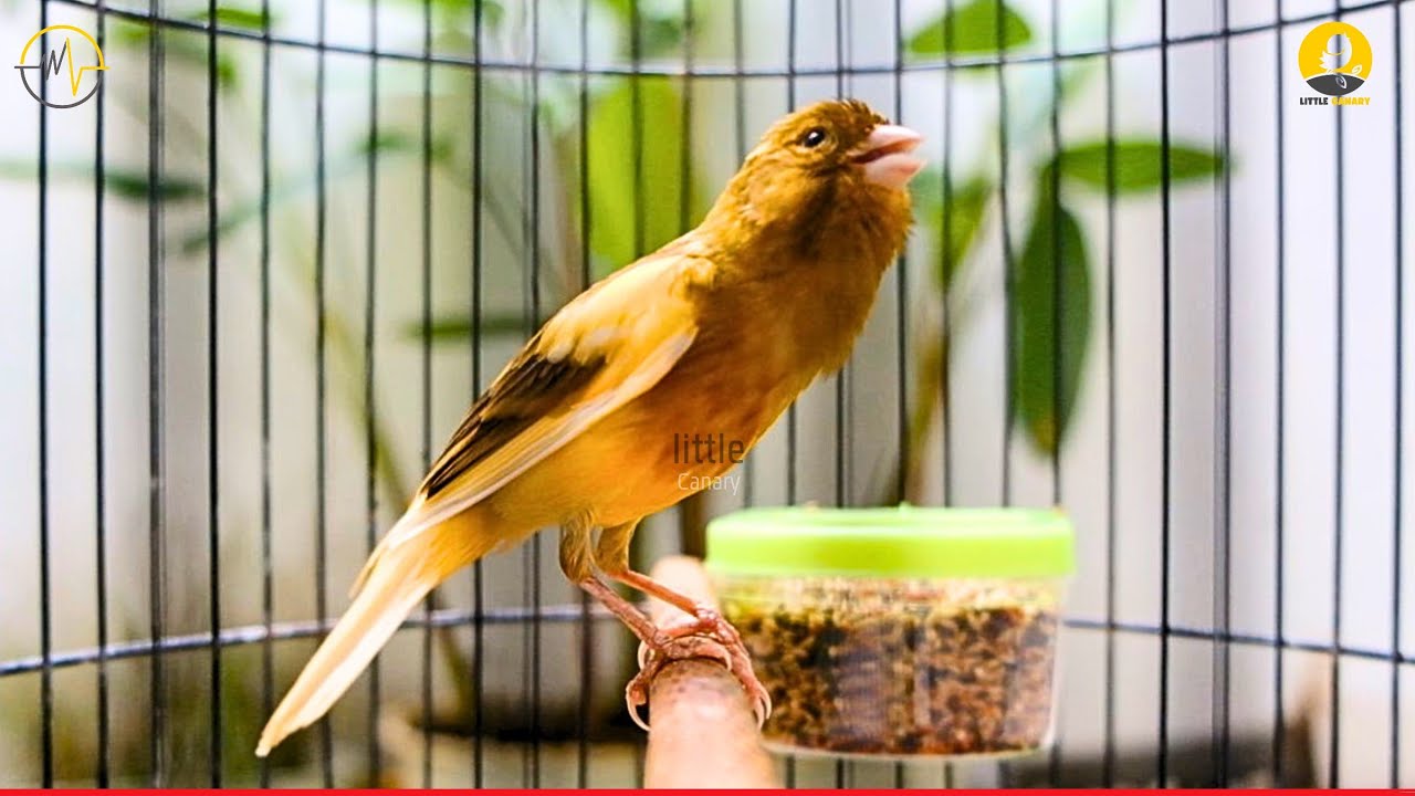 A Special Canary to Seduce All The Canaries - The Belgian Singing Canary - LC009