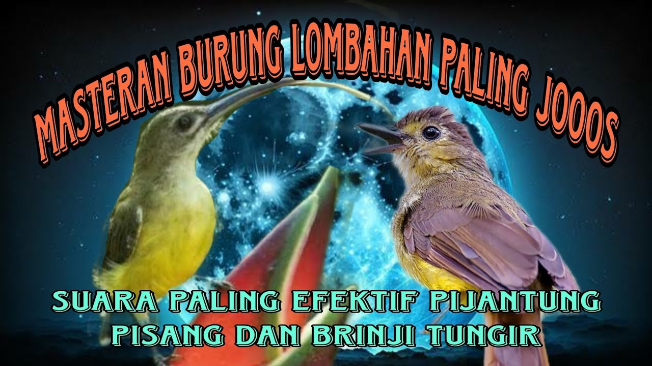 masteran kasar pijantung pisang dan brinji tungir
