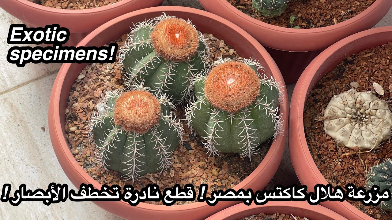 مزرعة هلال كاكتس فى مصر - كاكتاس و عصاريات نادرة ( مقتنياتهم الخاصة)Collectable exotic succulents
