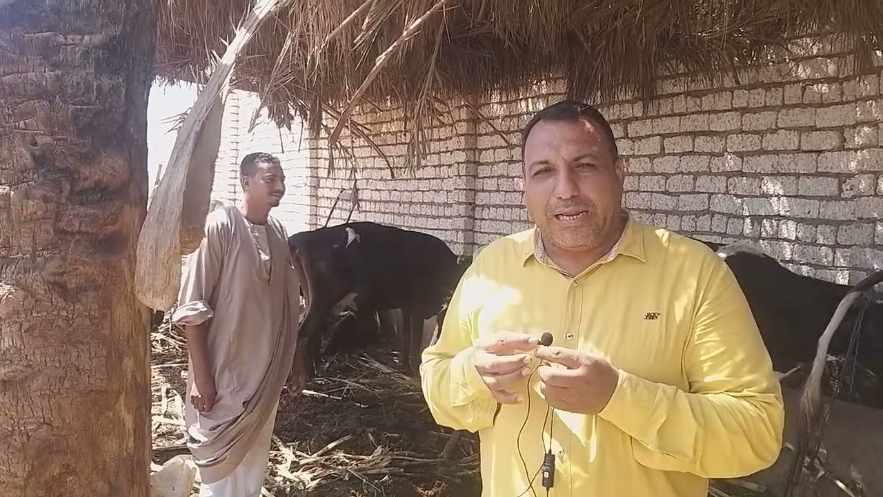 تربيه منزليه لابقار حلاب ومؤمن عليها بصندوق التامين لشباب كليات بسمالوط