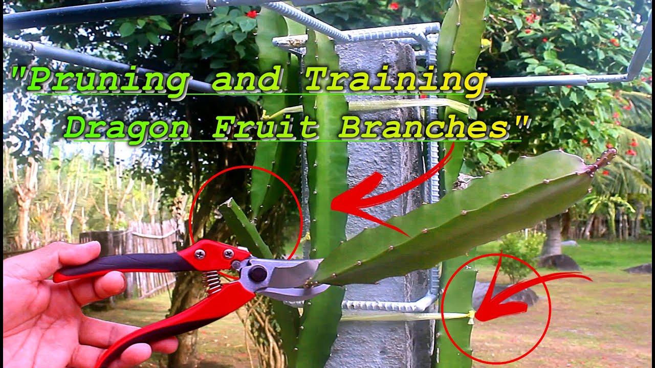 HOW TO PRUNE AND TRAIN DRAGON FRUIT BRANCHES (BASIC TECHNIQUE)