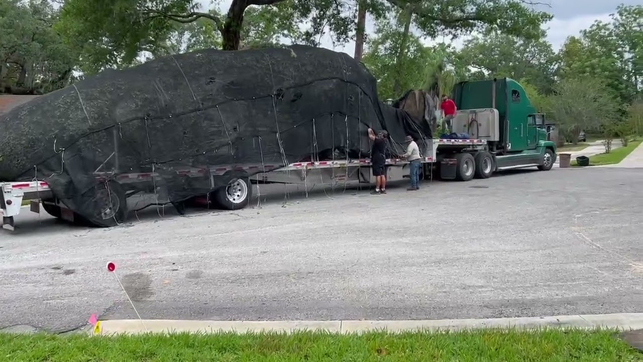 Two Huge Live Oaks Planting/Large Live Oaks For Sale/Large Trees for Sale in Florida/Large Palms