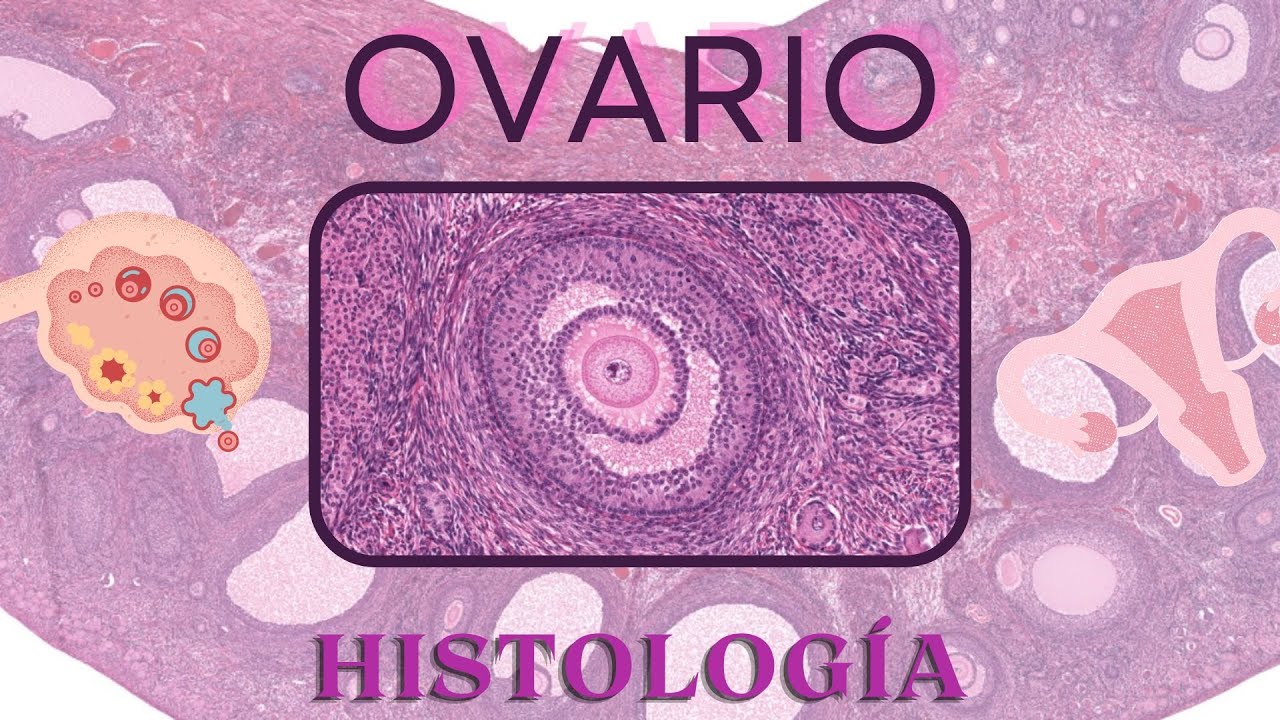 Histología de Ovario