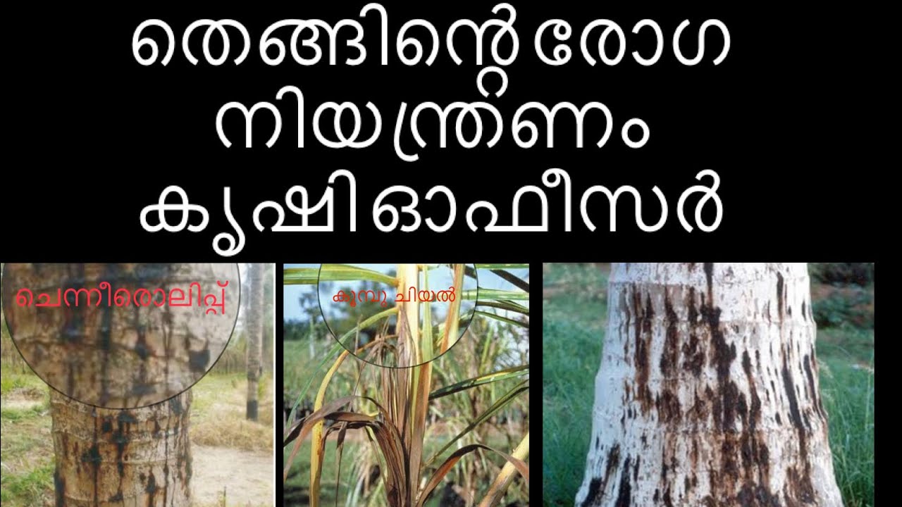 തെങ്ങിന്റെ രോഗങ്ങളും അതിന്റെ നിയന്ത്രണങ്ങളും