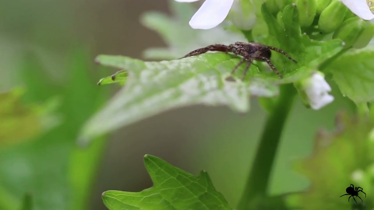 Ślizgun borowy (philodromus margaritatus) na czosnaczku pospolitym (alliaria petiolata)!
