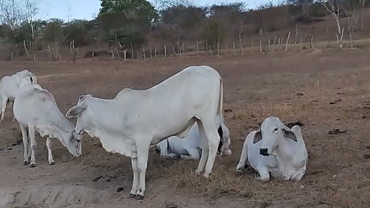 colocando água par o gado 