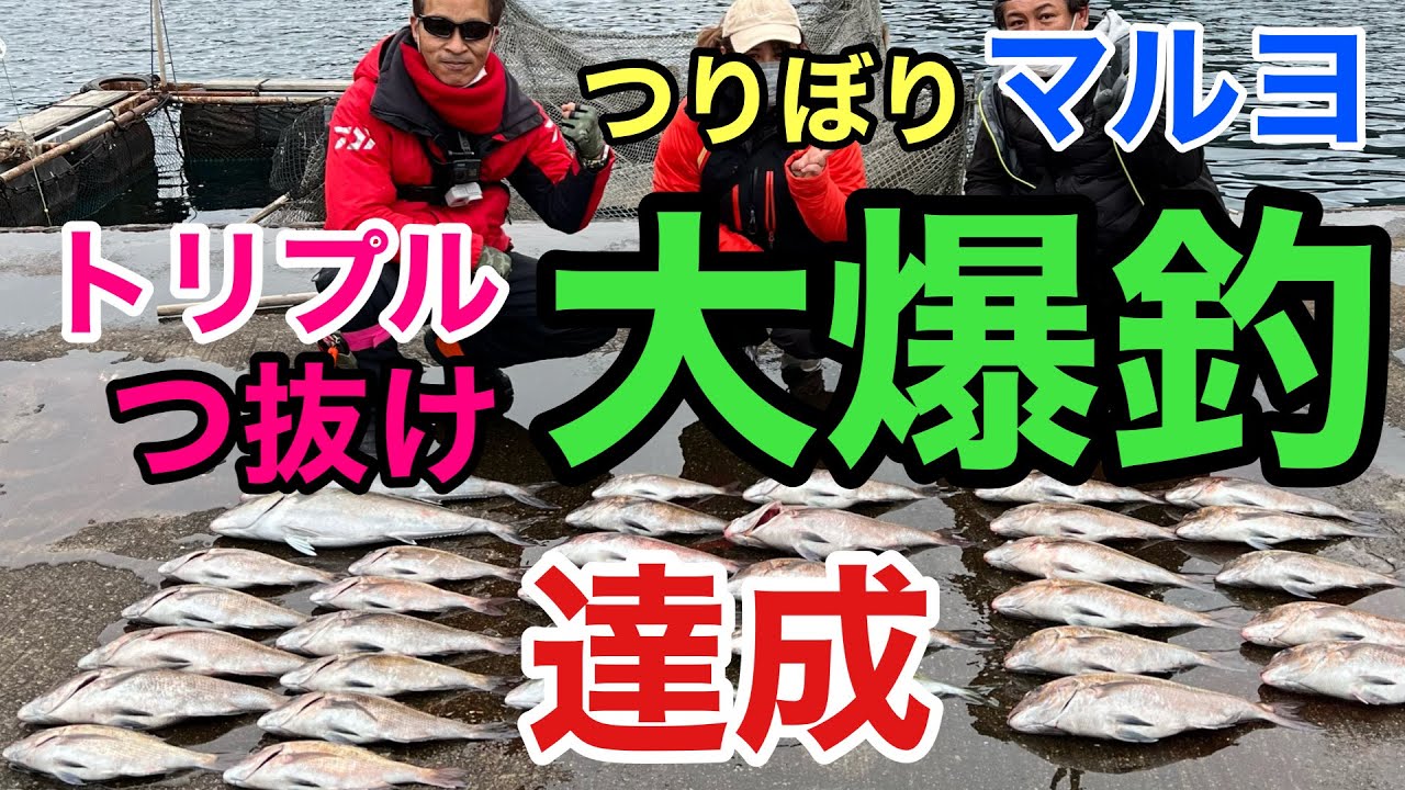 【海上釣堀マルヨ】大爆釣！マルヨの爆発力‼トリプルつ抜け達成（三重県伊勢町方座浦つりぼりマルヨ）