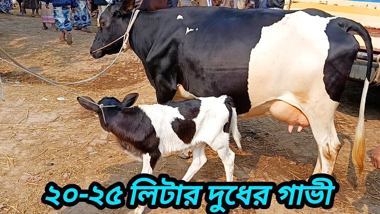 ২৩/০১/২০২৬/ উন্নত জাতের বাচ্চা সহ দুধের গাভী গরুর দর দাম জানুন সোনাইচন্ডি গরুর হাটে #cow #farming