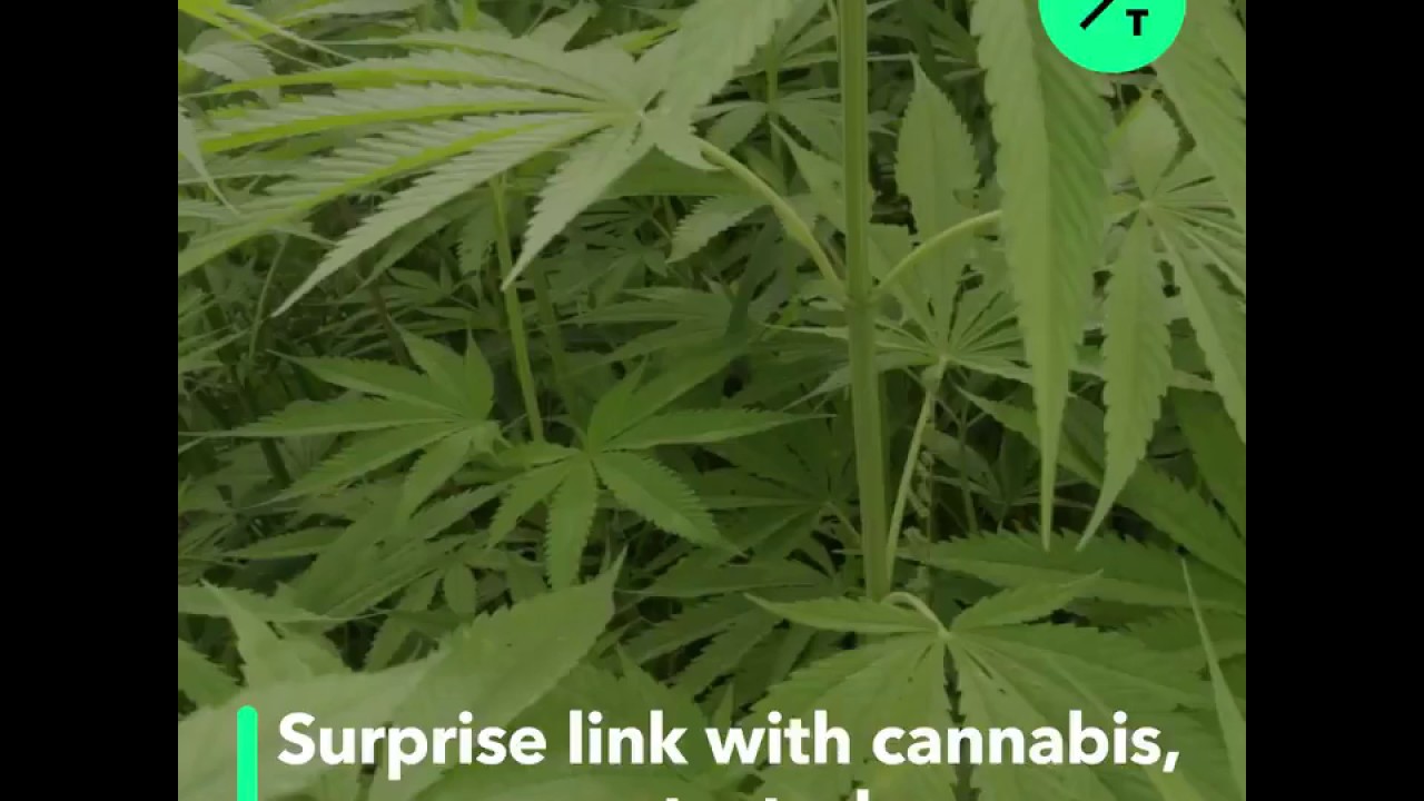 Cannabis Users Have Higher Sperm Count, Study Says