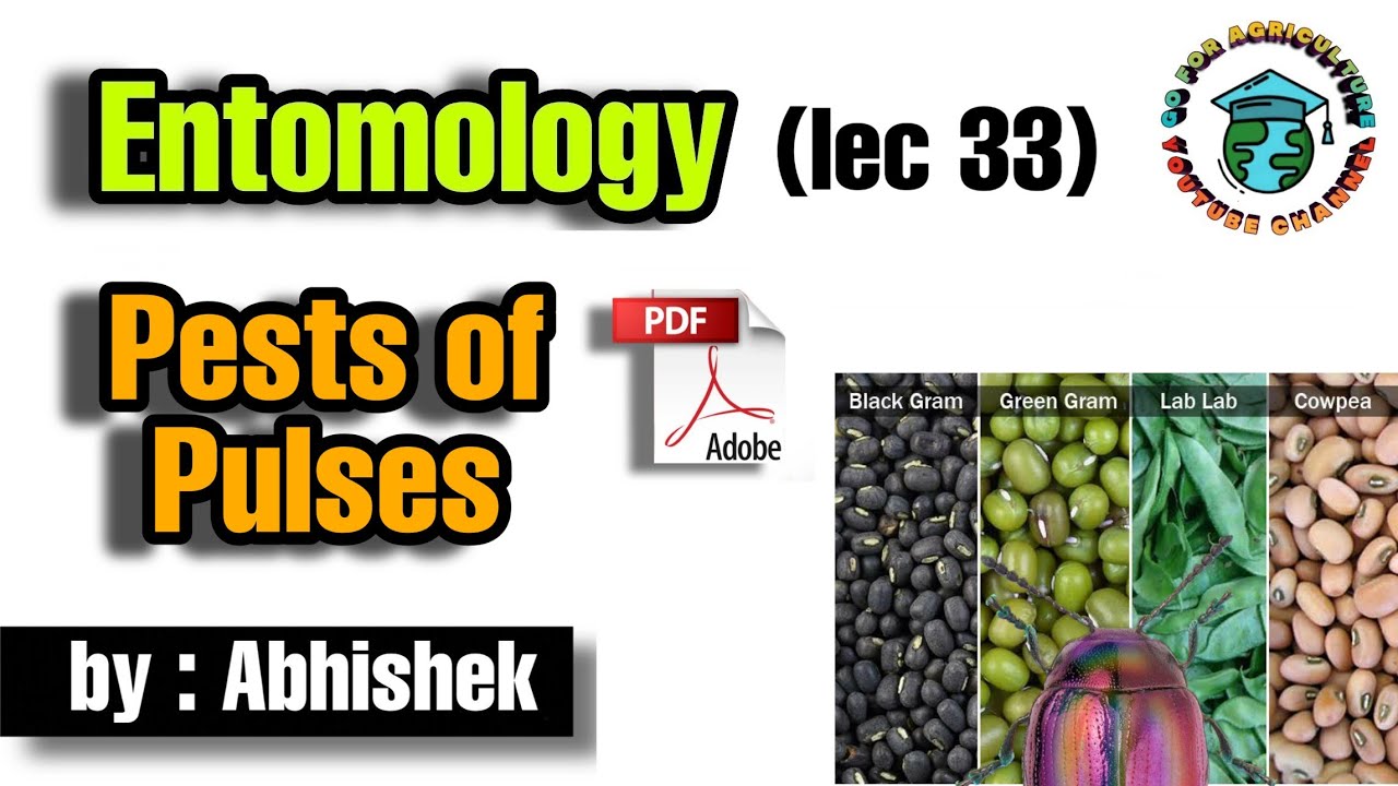 PESTS OF PULSES (MAJOR) L-33 • Go For Agriculture #pulsepests #icar #bhu #ibps #cowpea #greengram