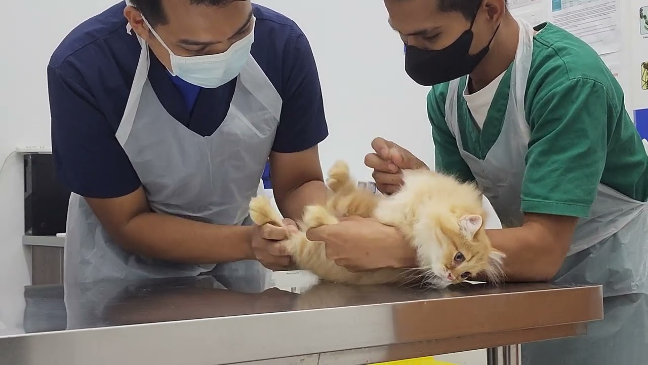 Little Tiny Vaccine Day
