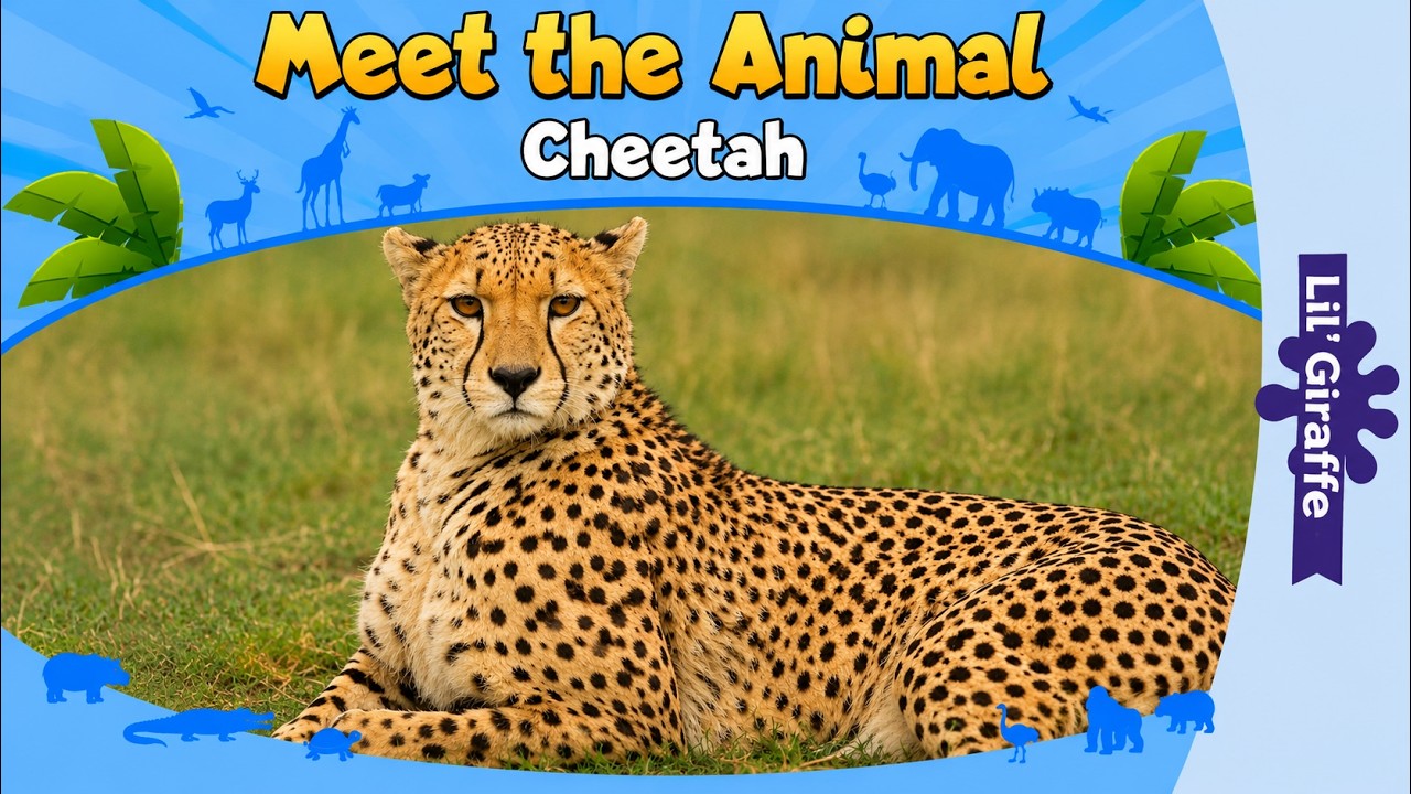 Meet the Animals | Cheetah | Wild Animals | Stories for Kindergarten