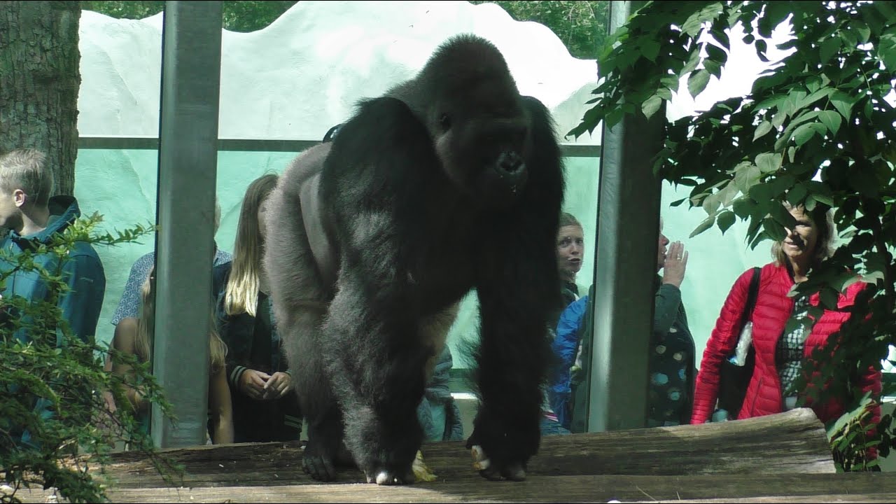 Gorilla Adventure Ouwehands Dierenpark 2020