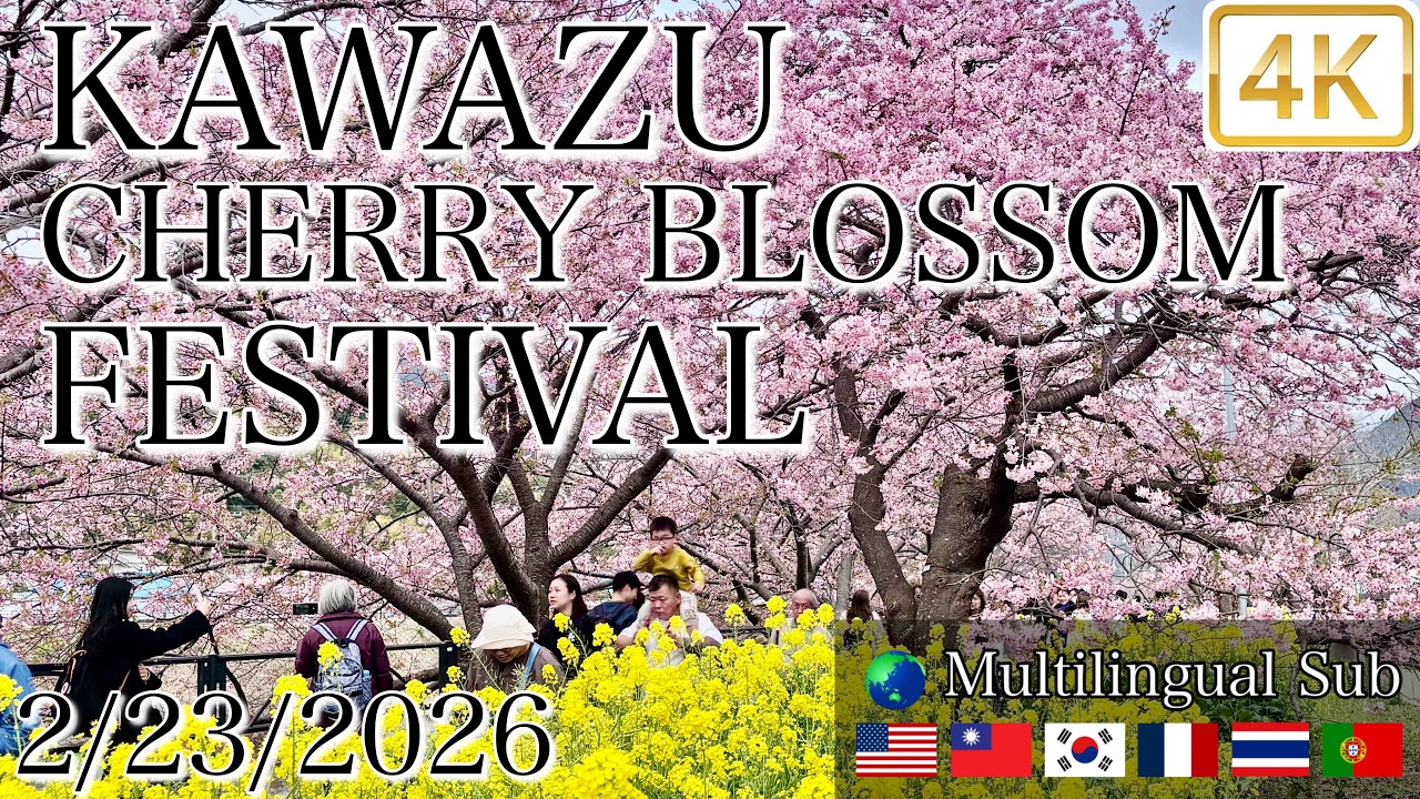 河津桜まつり 満開🌸 2/23/2026 KAWAZU CHERRY BLOSSOM FESTIVAL FULL BLOOM 4K