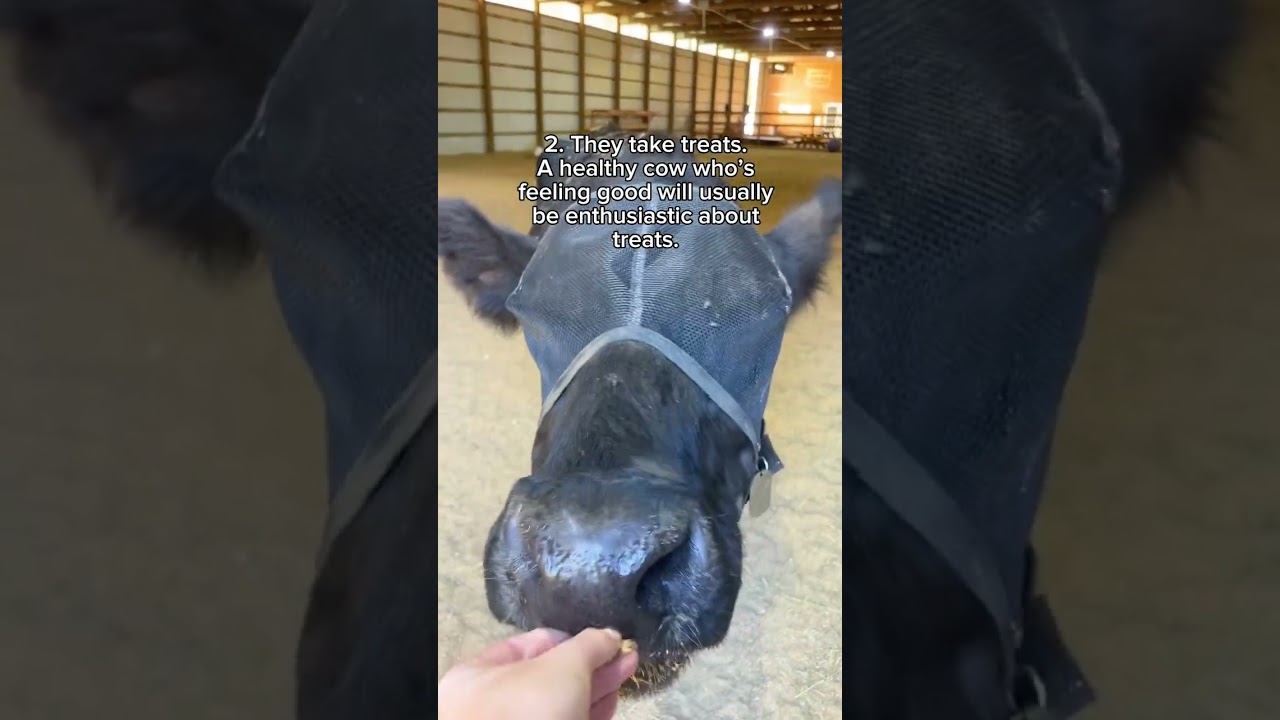 5 MORE Signs a Cow is Truly Happy 🥹