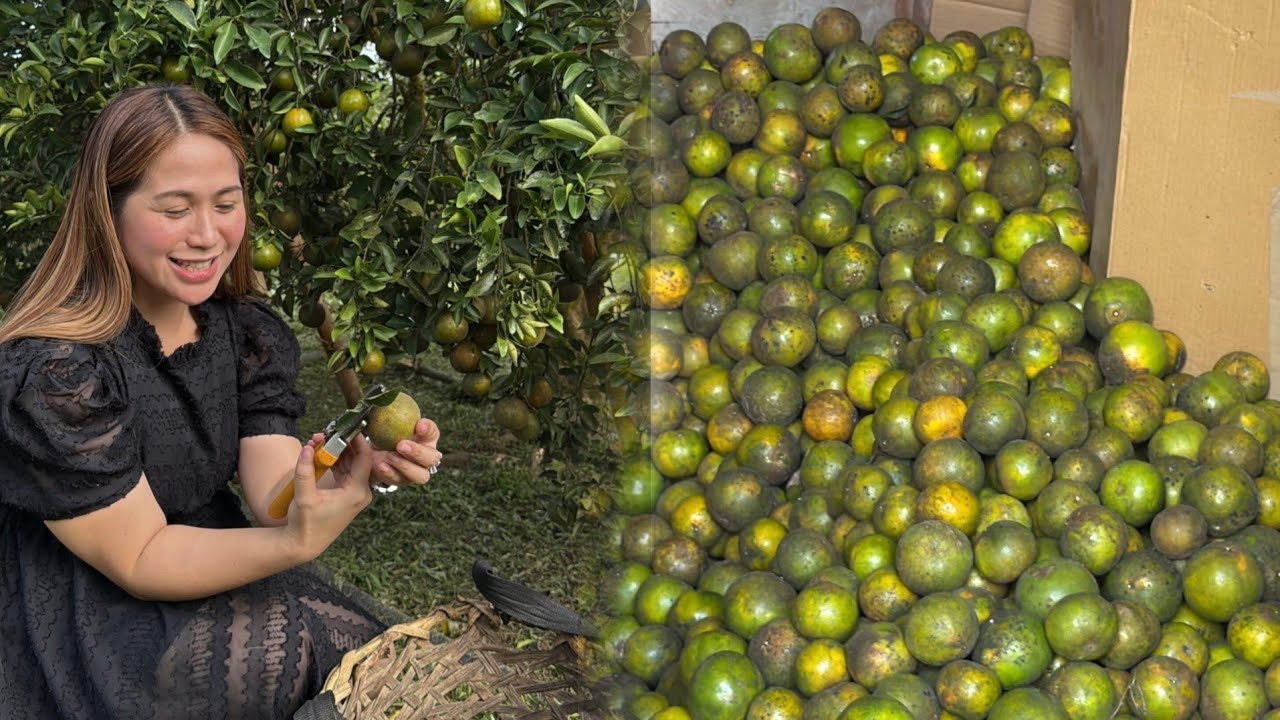 Whole Year Round Weekly Harvest ng Cordero Oranges