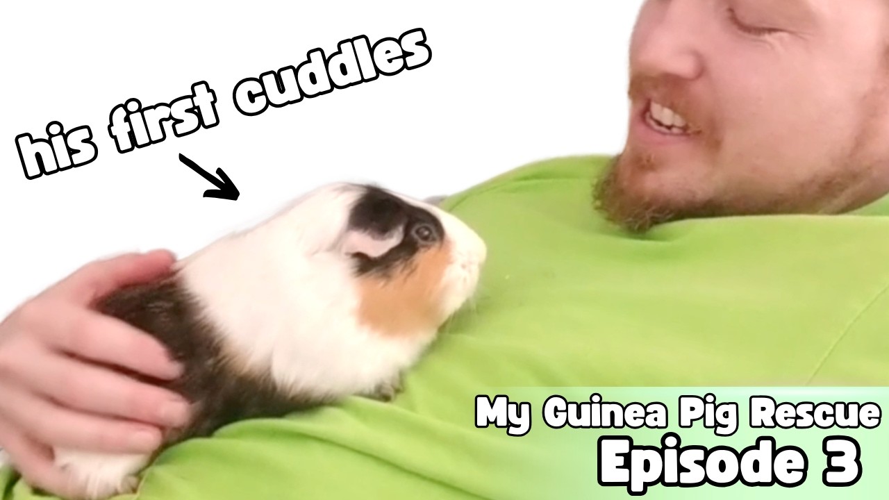 Cuddling with Guinea Pig Ginger - My Guinea Pig Rescue - Episode 3