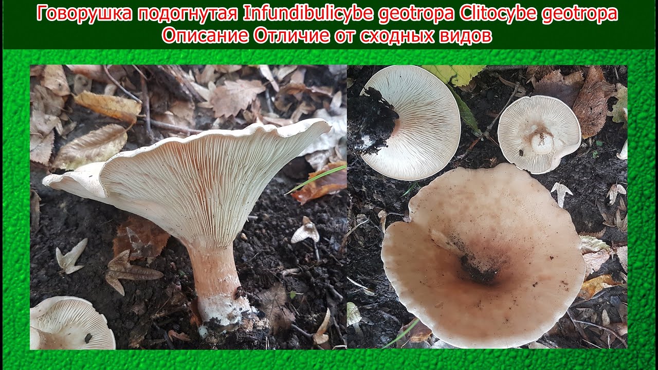 Говорушка подогнутая Infundibulicybe geotropa Clitocybe geotropa Описание Отличие от сходных видов