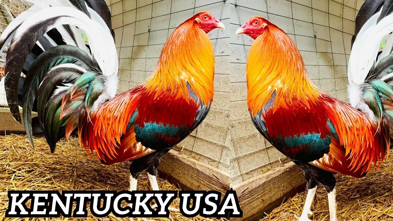 KENTUCKY USA 🇺🇸 Frank Oscar Bradley Feeding Time Free Range Shape Chicken Coop Outdoor Breeding Pens