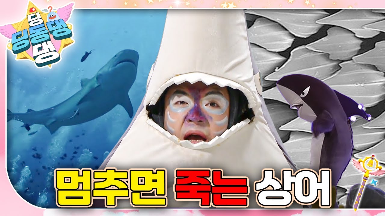 자는 동안에도 헤엄쳐야 하는 상어 환자가 도착했어요!ㅣ딩동댕 딩동댕ㅣ멈추면 죽는 상어