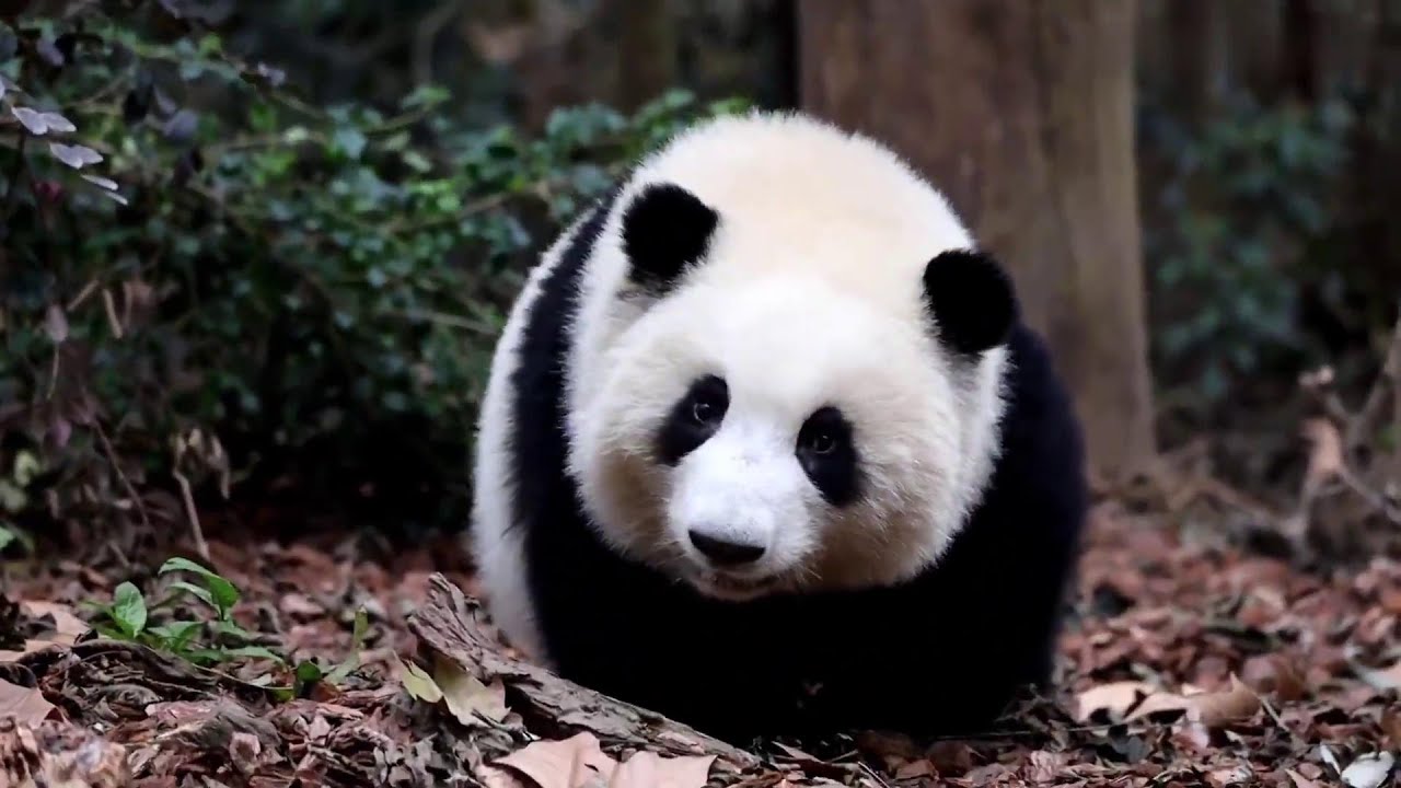 花花同谭爷爷捉迷藏，爷爷越叫她，她就小跑躲到树林里藏起来 萌洗了😍HeHua played hide-and-seek with Grandpa Tan when grandpa called her