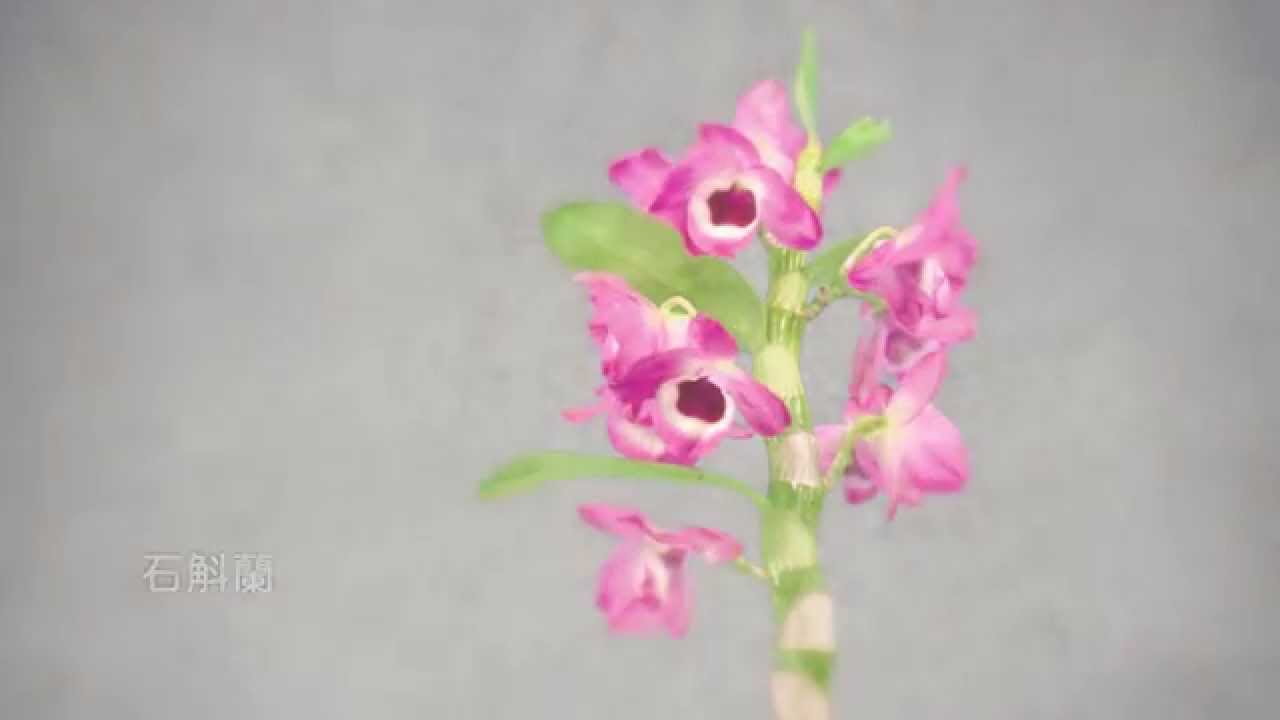【臺灣之美】花開縮時攝影