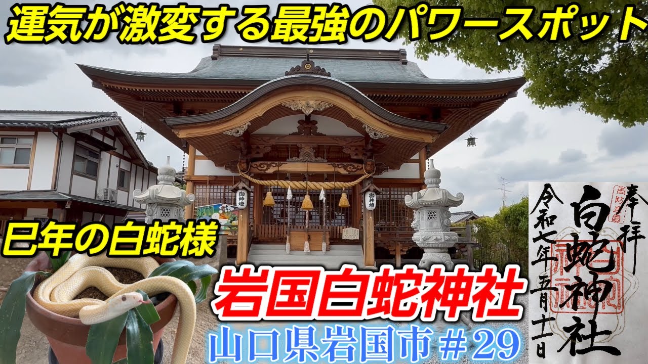 【岩国白蛇神社】2025年巳年「白蛇が見られる神社って本当にあるの？金運パワースポットに潜む驚きの力」【山口県岩国市】山口県＃29