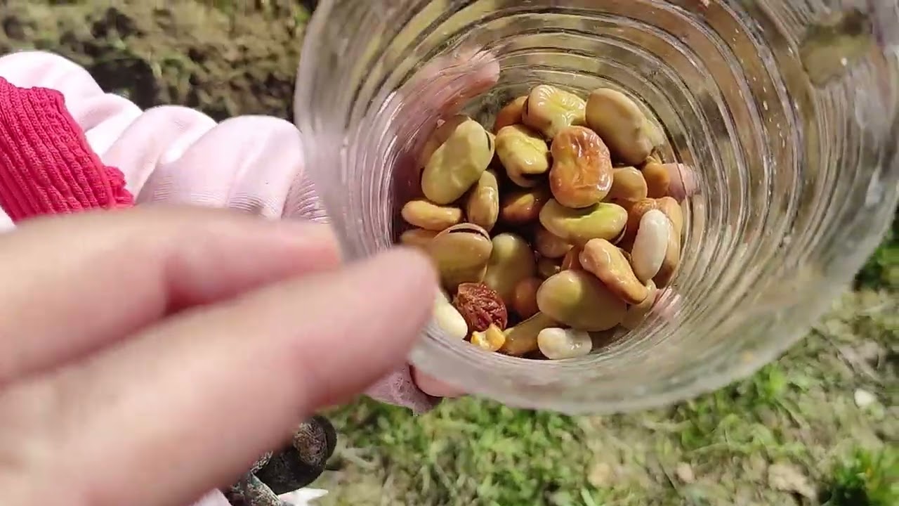 6 Aylık Saleplerimiz ne durumda? Bahçe İşleri..