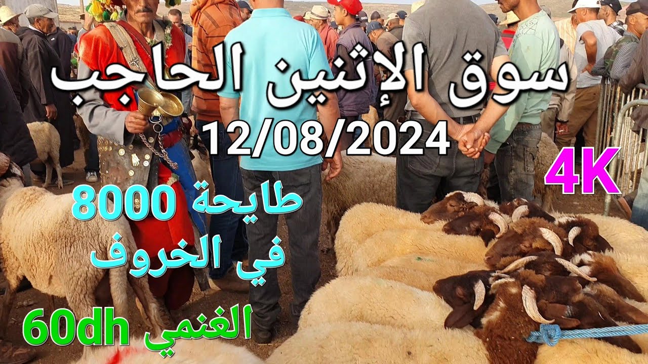 أثمنة الغنم والدجاج والحبوب واللحوم والخضر سوق الإثنين الحاجب اليوم 12/08/2024