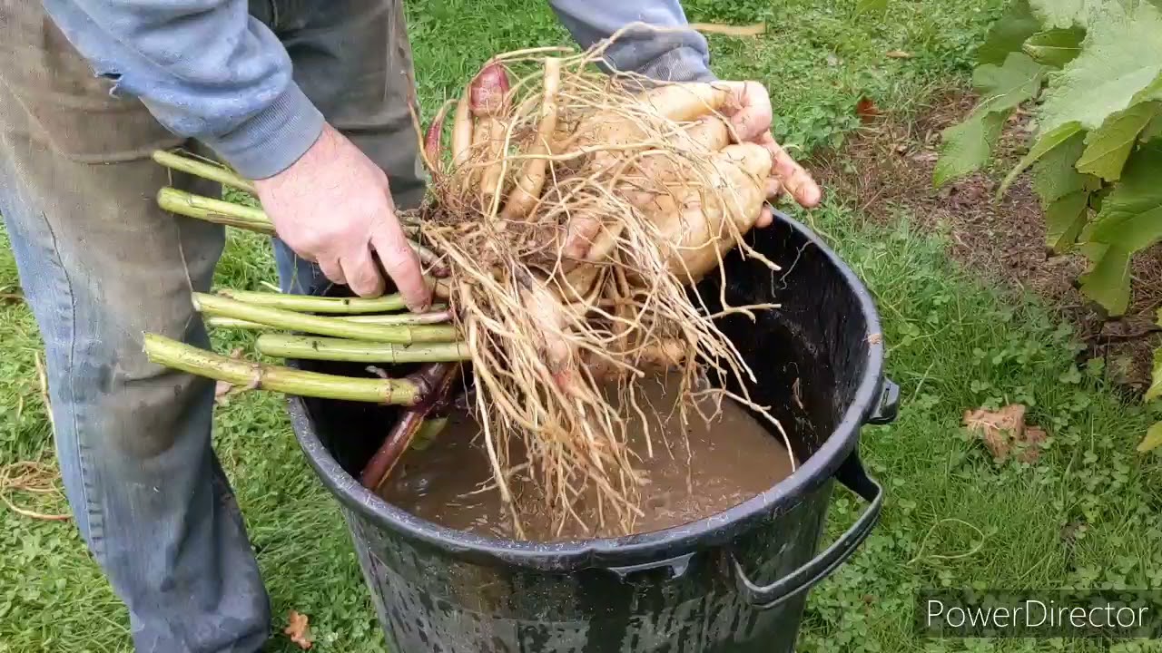 La Poire de Terre ou Yacon vous connaissez. récolte et conseils (02/11). Osez en cultiver chez vous