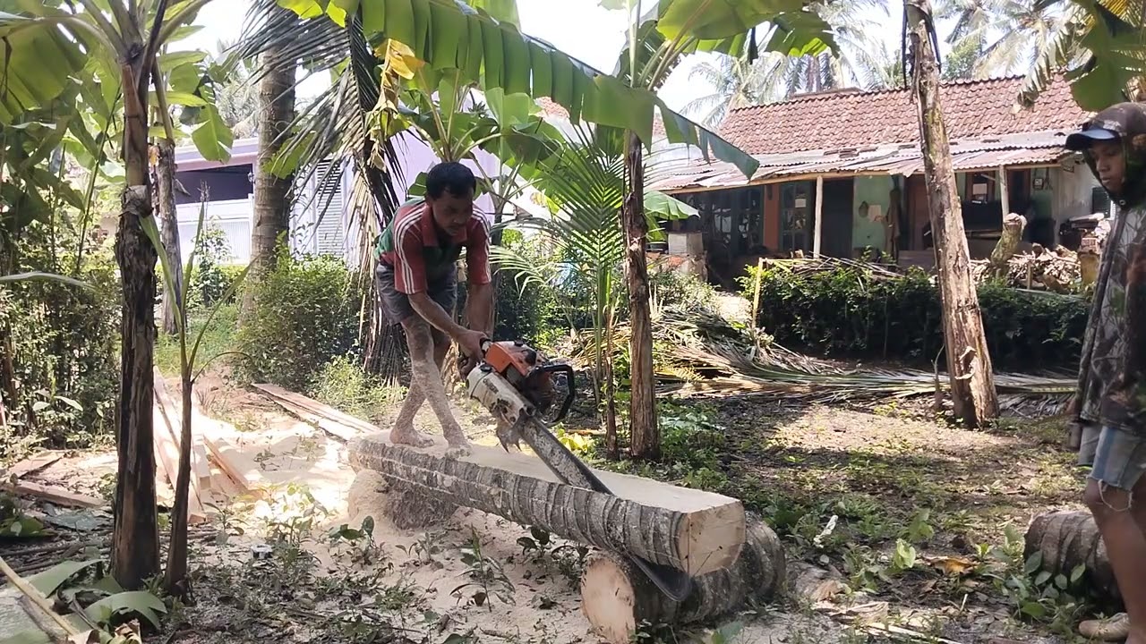 Belah usuk pohonkelapa sidamulya klampok banjarnegara