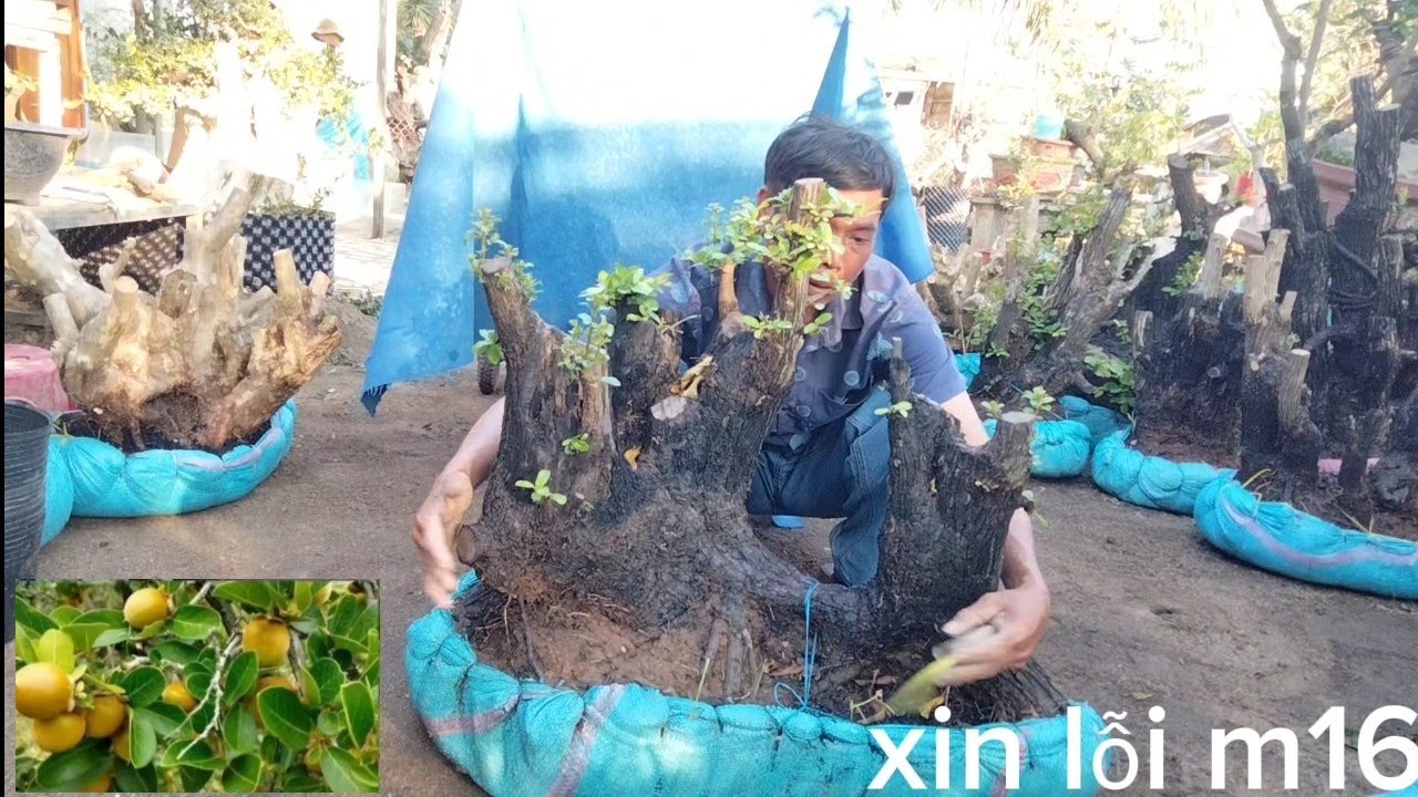 4/3 glae phôi rừng Ninh Thuận đt 0971.631.433