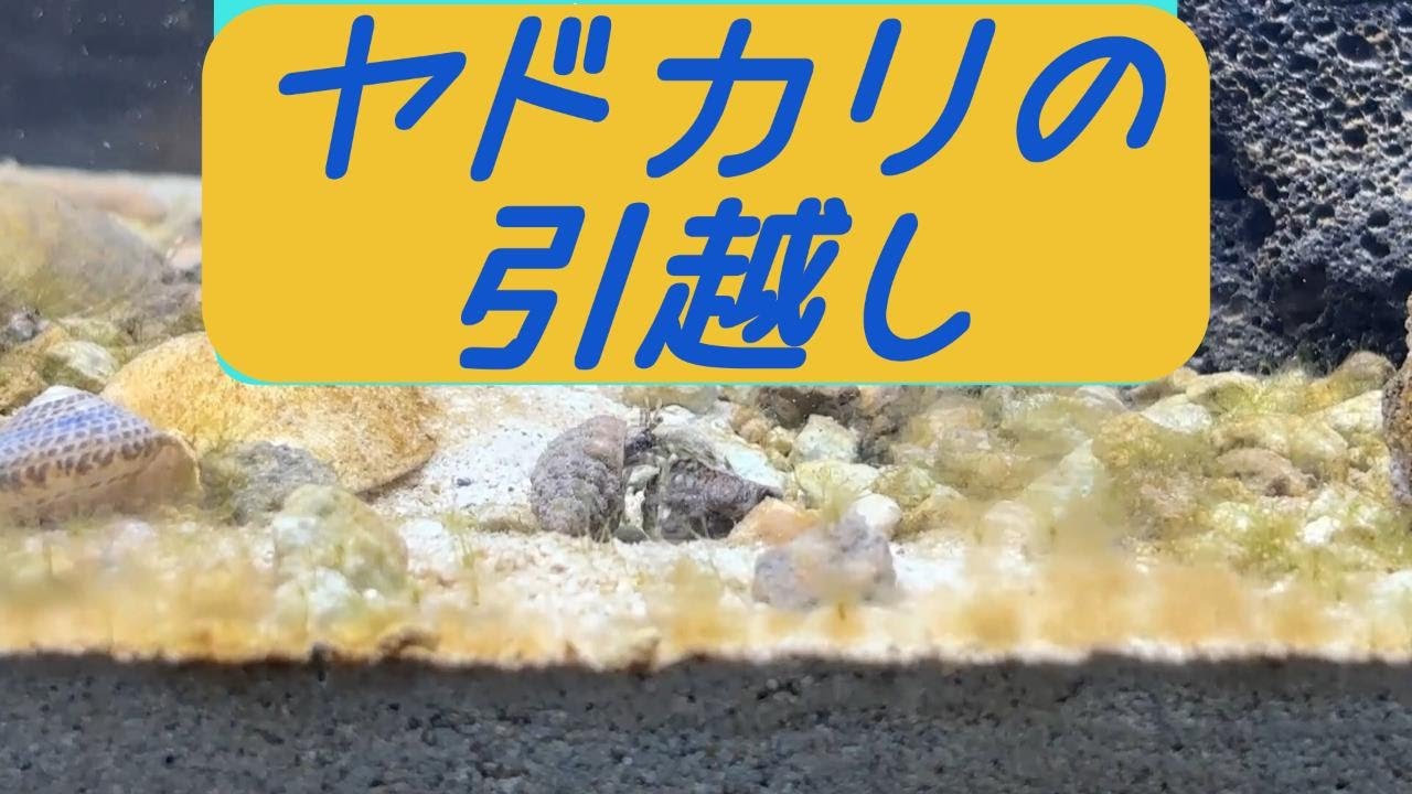 #8　ヤドカリの引越し　#アクアリウム #イソギンチャク  #ヤエヤマギンポ #海水魚水槽 #やどかり #hermitcrab #seaanemone