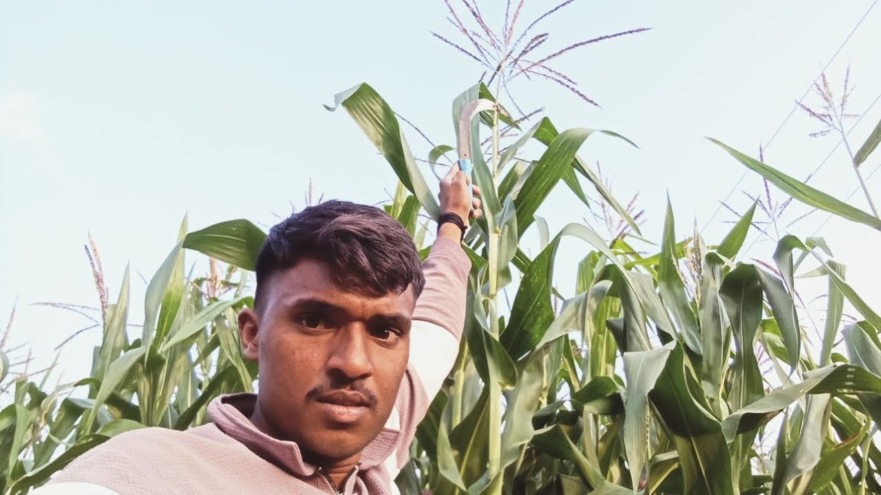 मका बघा कीर्ती ऊच झाली आहे. .... पहा पूर्ण व्हिडिओ 